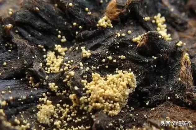 高血脂能夺人命,这么喝茶降脂效果不错!