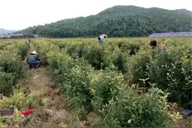 常被误认成蓝莓，花青素含量高5倍，一斤15元，销路却打不开图片