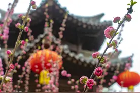 爆款美图！春到兴洛湖图片
