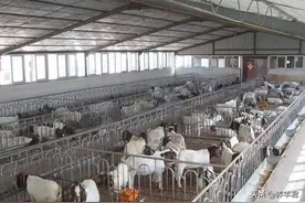 建一个养羊的大棚多少钱？养羊大棚如何建设？图片