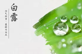 露从今夜白，共饮“小心肝”，这款茶清热生津，养阴润肺图片