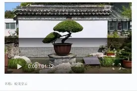 这棵盆景堪称如皋水绘园风景区“镇园之宝”！与北宋大儒胡瑗有关，距今已有1000多年历史～图片