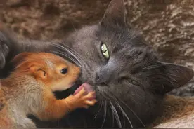 松鼠被刚产子的流浪猫收养，同吃同住，活出了猫鼠一窝的样子图片