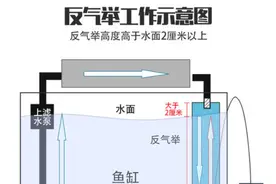 用它养观赏鱼，鱼缸净水效果不错，水质过滤在手天下我有图片