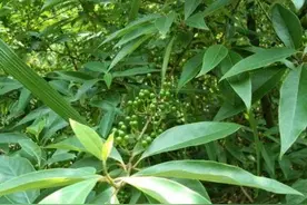 木姜子是一种什么样的植物图片