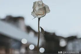 想你，却不能打扰你，爱你，却不能再相见图片