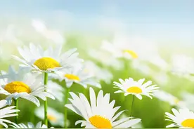 6月，爱意动摇，牵挂前任，终将携手同行，旧情复燃，共度余生图片