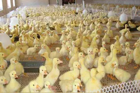 去年一颗种蛋卖到6块，今年一颗6毛，养殖户：养的越多赔的越多图片