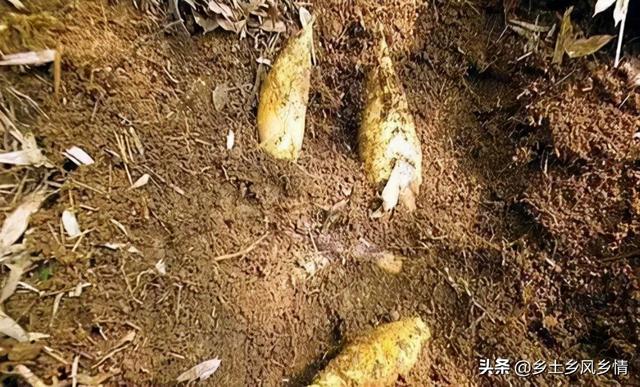 挖竹笋的方法，用这三个寻笋挖笋技巧，保证一挖一个准