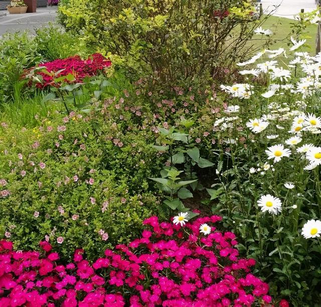 矮牵牛(玫红花),银叶菊(银白色叶子):向日葵,杜鹃花:夏堇:流星花:大滨