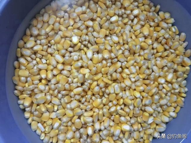 老玉米一煮一泡变窝料，密封两天就能用，野钓打窝效果真好