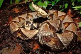 蝮蛇和蝰蛇图片