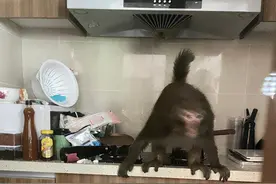 贵阳女主播家住30楼遭猴子“洗劫”，动物保护站：竹竿敲地可驱赶图片