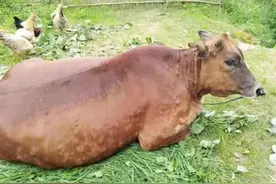 牛结节病最好的治疗方法是什么？牛结节病一般多久自愈？本文详解图片