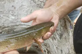 七星鱼？养了一年的鱼塘，年底却捞起一群没见过的怪鱼，能吃吗？图片
