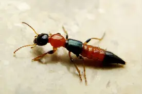 吓坏了！5岁男孩被蚂蟥寄生一年，这种虫还会钻眼珠、吸人血图片