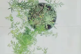 西南大学从中药植物茵陈蒿中发现一种新物质 杀螨能力高达90%左右图片