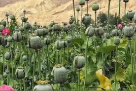 中国唯一合法种植罂粟的地方，村民被武警24小时持枪看守图片