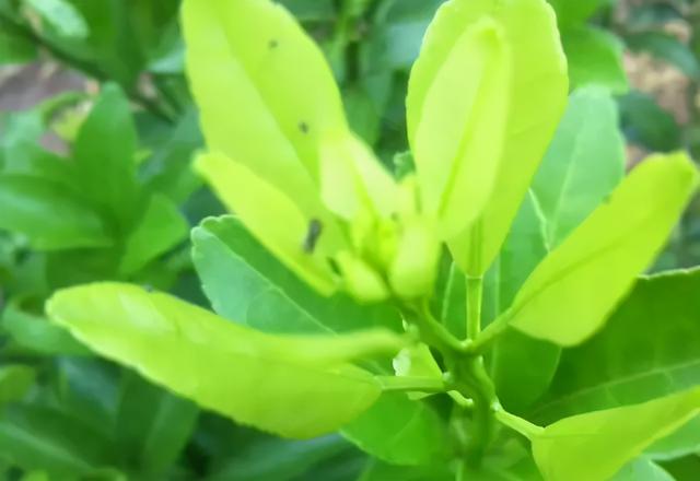 叶面肥也会有“隐性危害”，柑橘上如何科学使用叶面肥？