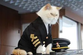 有些航母为什么要养猫？舰猫有什么“神秘作用”？萨沙问答第17集图片
