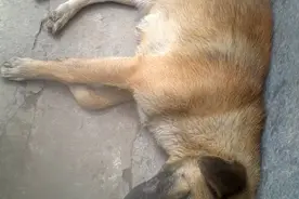 纯正的中华田园犬图片
