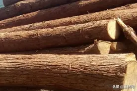 杉木有哪些价值？杉木和松木哪个好？图片