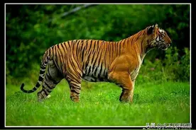 虎王拉贾一门三代雄虎，以死斗和单杀的方式铸就了铁血虎王家族图片