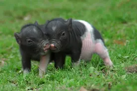 毛猪出肉率的计算方法和影响因素图片