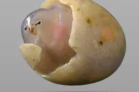 随便捡块石头价值上亿图片