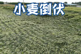 算一笔账：暴雨大风后小麦出现倒伏，亩产多少斤能回本？图片