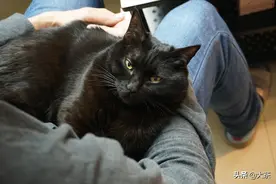 “每当我难过的时候，猫都会静静陪着我”猫咪能感知人的情绪吗？图片