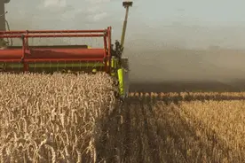 千亩地的收获，一双手的操控——联合收割机的“降维打击”图片