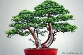 一盆鸳鸯树，情深度百年图片