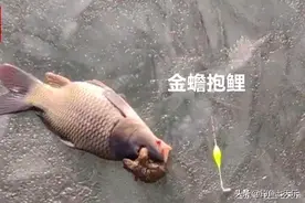 罕见！辽宁钓鱼人钓获“金蟾抱鲤”，癞蛤蟆抱着鱼头死死不放图片