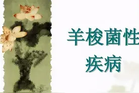 羊梭菌病的鉴别诊断和防治措施图片