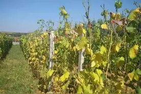 葡萄叶片出现黄化了，2步轻松搞定图片
