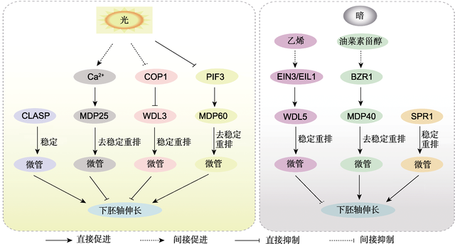 期刊阅读：植物学报，2021年，第3期