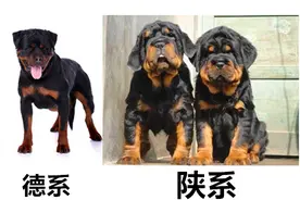 被狗界抛弃的四种“神兽”，虽然当初也是大名鼎鼎，但也难逃一劫图片