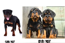 被狗界抛弃的四种“神兽”，虽然当初也是大名鼎鼎，但也难逃一劫图片
