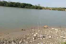 “新型罗非鱼”出没广州河道，鱼鳞退化，鱼身血红色，能吃吗？图片