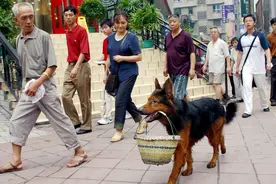 昆明犬到底有多优秀？只有养过的人才懂图片