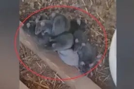 “不祥之兆”？国外惊现“鼠王”，13只老鼠纠缠在一起，让人担忧图片