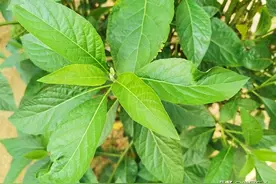 家里种的南非叶树，既绿化环境又可以当茶喝图片
