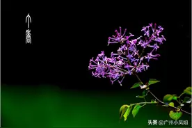 因一首歌，从此爱上了丁香花，那首歌就叫做《丁香花》图片