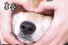 狗狗表情包图片