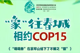 “象”往春城，相约COP15＃“萌萌象”在哀牢山结下了不解之“猿”图片