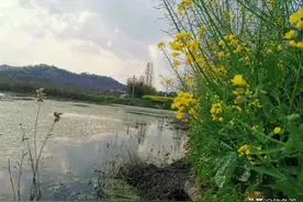 夏季路亚黑鱼难题：只追饵不给口怎么办？唯有这3招值得一试图片