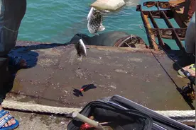 百斤虾饵打窝钓鱼引来鱼群，别人横插一脚，小伙这样做太解气了图片