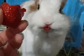 吃完草莓的兔子，就像涂了口红一样，真可爱图片