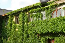 这4种花草容易招虫蛇，有院子的花友要注意图片